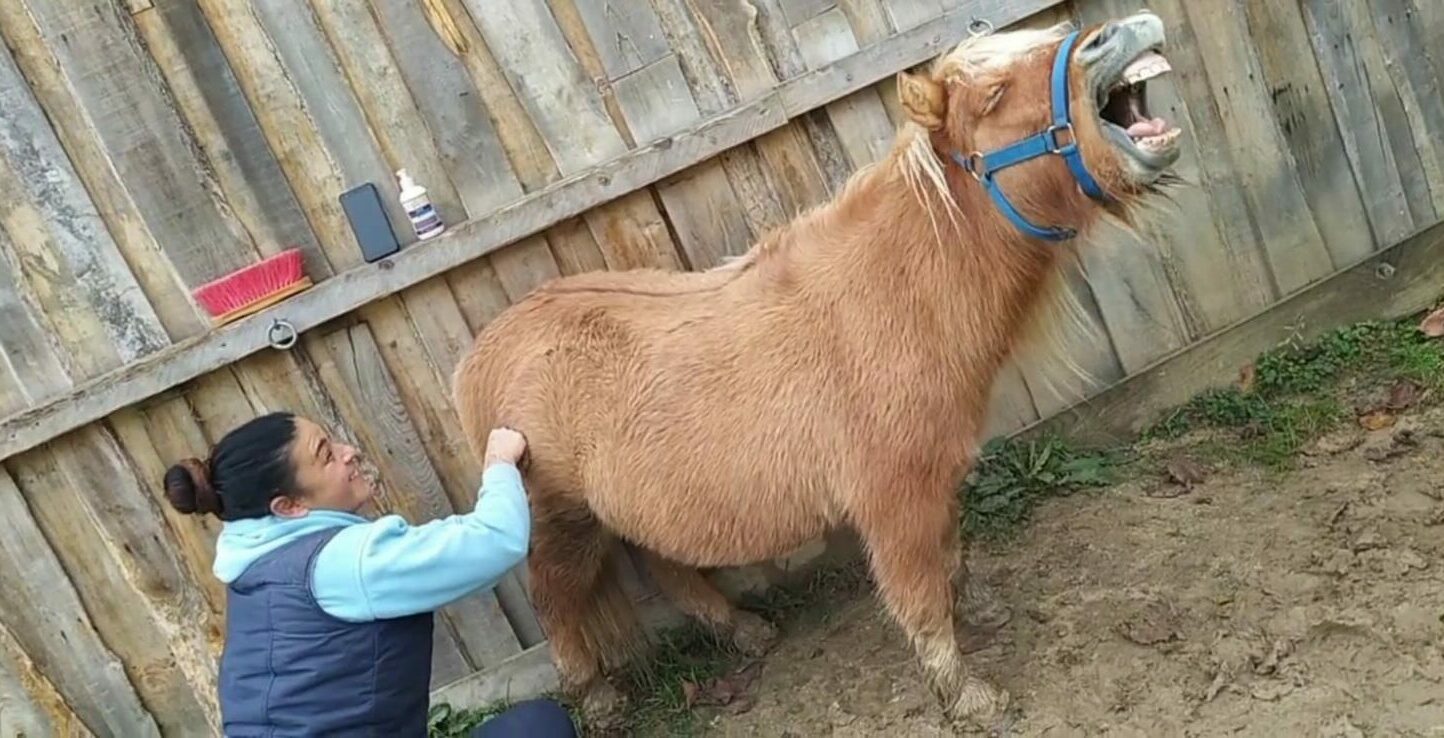 Massage poney